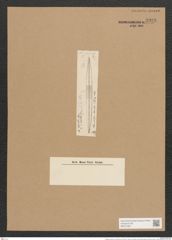 Bacillaria socialis var. rariana Grun. (de-Toni-Nr.: Genus 46, Species 1992) Zeichnungen Sammlung Grunow Nr. 3928 (NHMW-BOT-W0371667)
